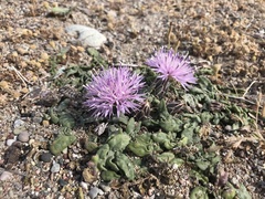 Centaurea raphanina