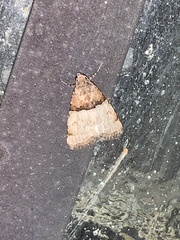 Cobubatha dividua