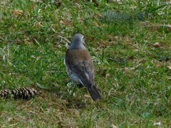 Turdus pilaris