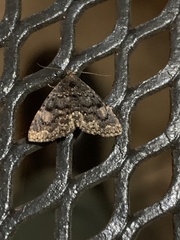 Metalectra miserulata