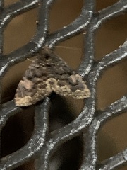 Metalectra miserulata