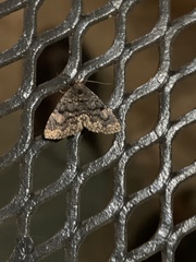 Metalectra miserulata