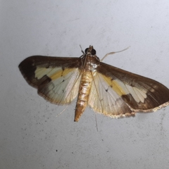 Mesocondyla