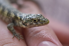 Abronia taeniata