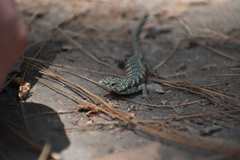 Abronia taeniata