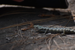Abronia taeniata