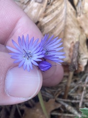 Soldanella montana