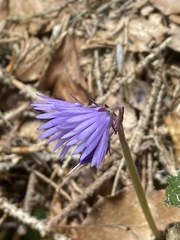 Soldanella montana