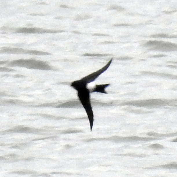 common-house-martin-from