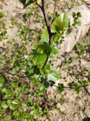 Alnus cordata
