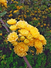 Rosa banksiae