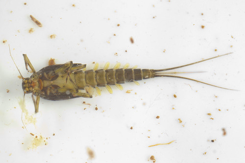 Baetidae