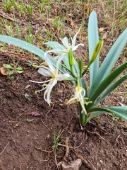 Pancratium illyricum