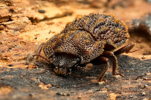 Género Tarphius · iNaturalist Mexico