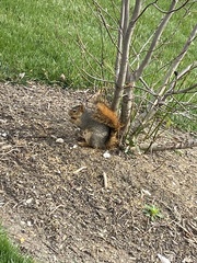 Sciurus niger