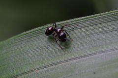 Camponotus quadrinotatus