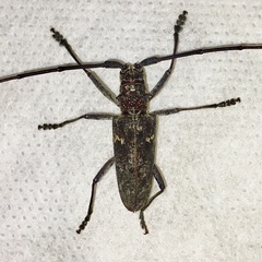 Monochamus carolinensis