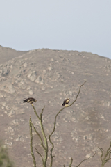 Geranoaetus polyosoma