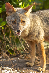 Lycalopex sechurae