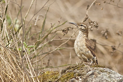 Geositta crassirostris