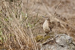 Geositta crassirostris