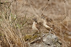 Geositta crassirostris