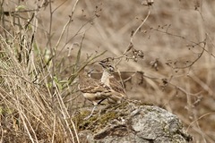 Geositta crassirostris