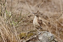 Geositta crassirostris