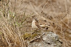 Geositta crassirostris
