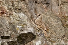 Geositta crassirostris