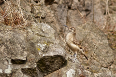 Geositta crassirostris