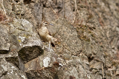 Geositta crassirostris