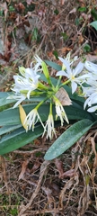 Pancratium illyricum