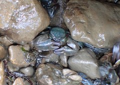 Petrolisthes cinctipes