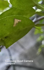 Petrophila triumphalis