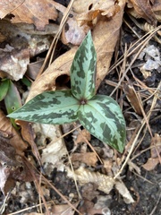 Trillium underwoodii