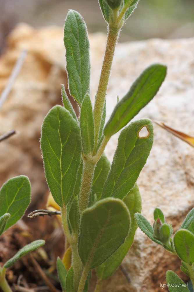 Brachypetalum