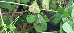Magnoliopsida