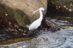 Egretta garzetta