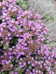 Thymus camphoratus