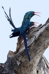 Phoeniculus purpureus marwitzi