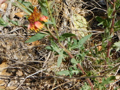 Gaillardia amblyodon