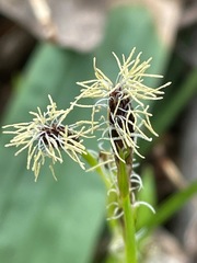 Careyanae