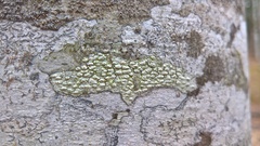 Pertusaria leioplaca