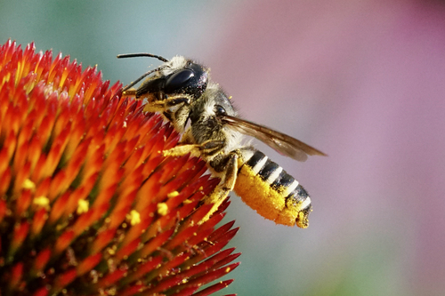 Pugnacious Leafcutter Bee photo 4