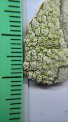 Pertusaria leioplaca