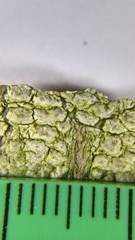 Pertusaria leioplaca