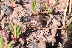 Andrena labiata