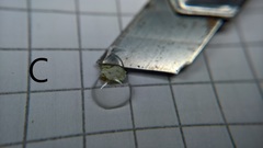 Pertusaria leioplaca