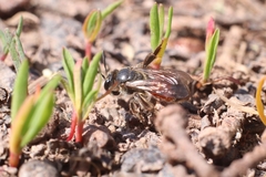Andrena labiata